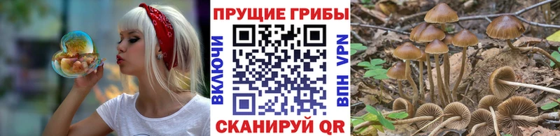 Псилоцибиновые грибы Psilocybe  Омутнинск 